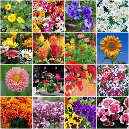 BEE Garden Plant Seeds For Home Garden F