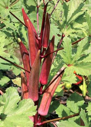 JSR Organics Red okra, lady finger seeds