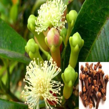 Arlo Clove Plant Price in India - Buy Ar