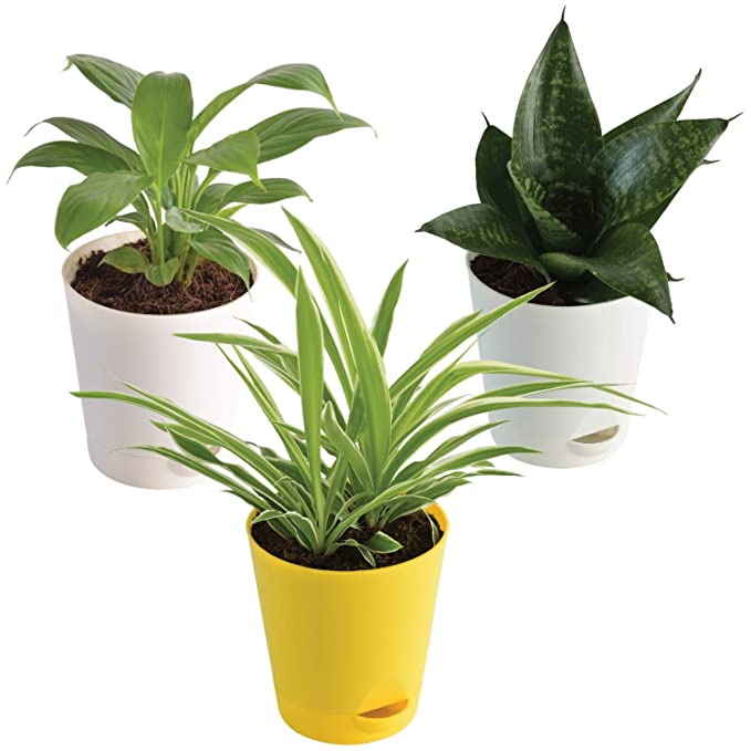 Ugaoo Indoor Air Purifier Plants For Hom